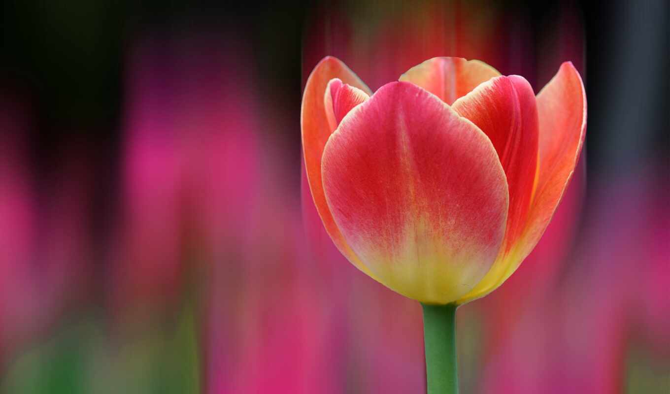 flowers, rose, red, pink, spring, yellow, takeoff, tulip, bud