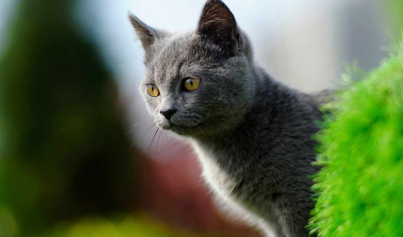 взгляд, серый, кот, котенок, морда, animal, side, котейка, britanec