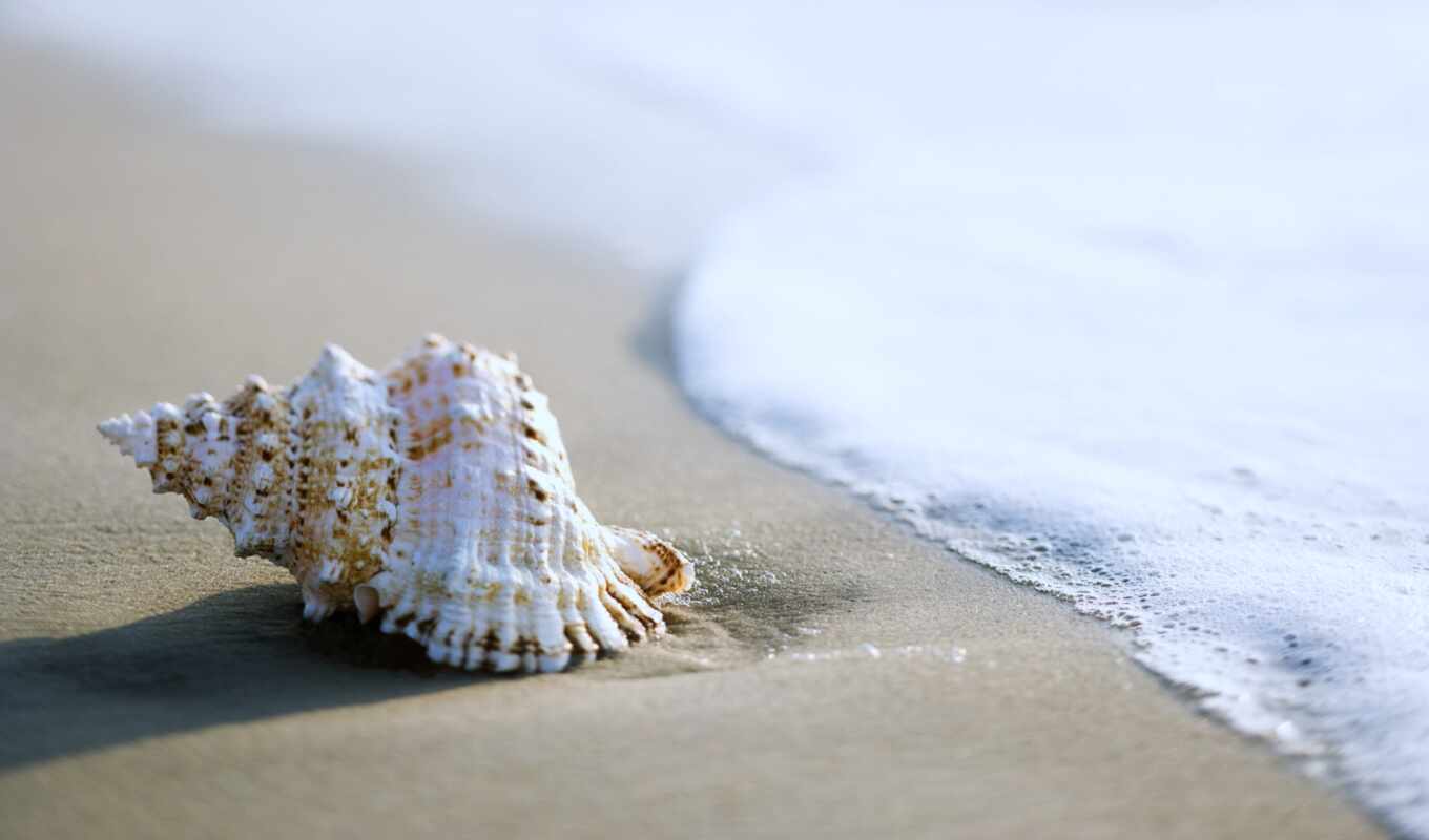 песок, marine, seashell, oir