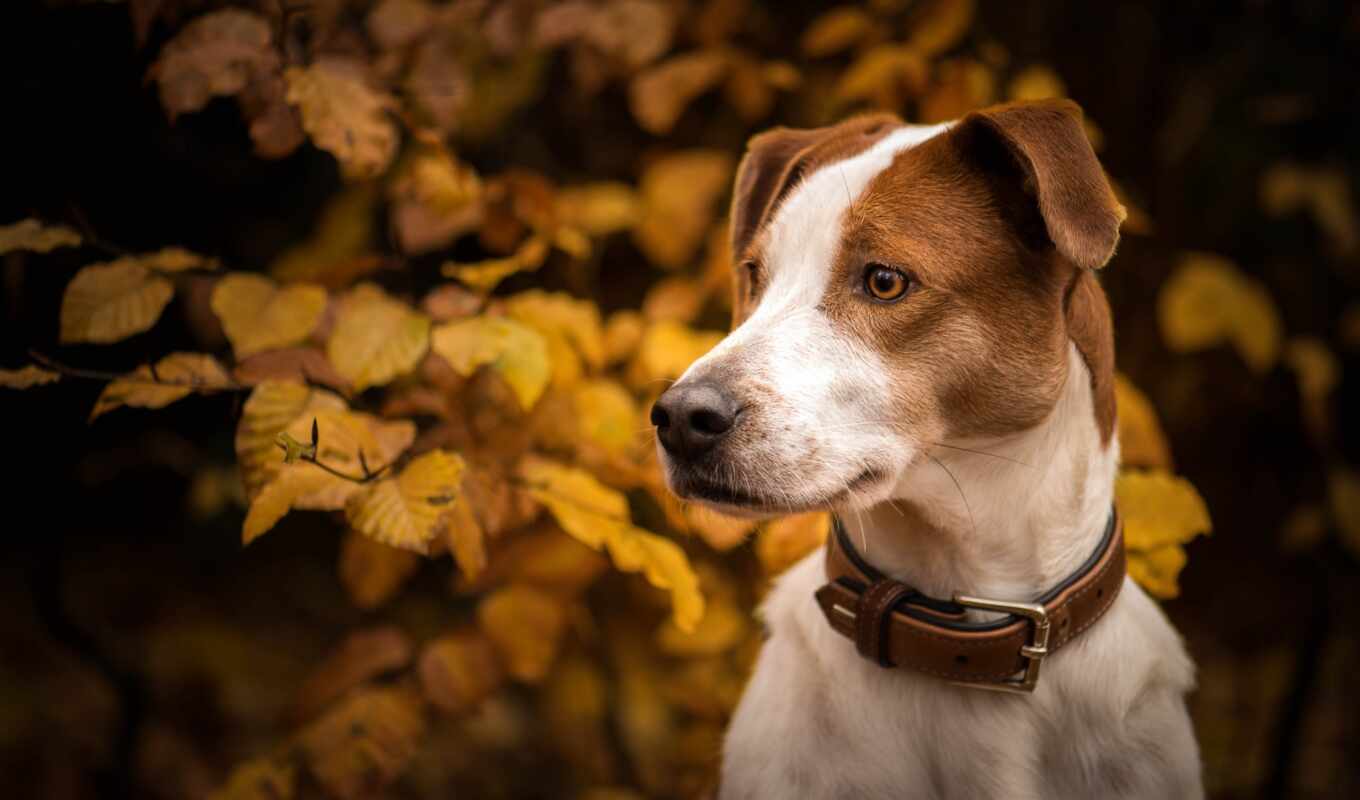 лист, собака, осень, ошейник