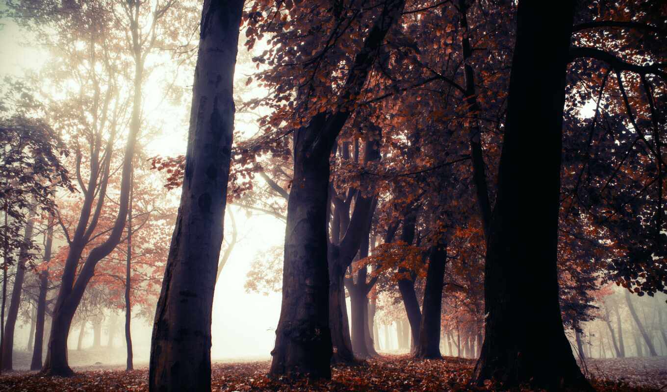 tree, autumn, fore