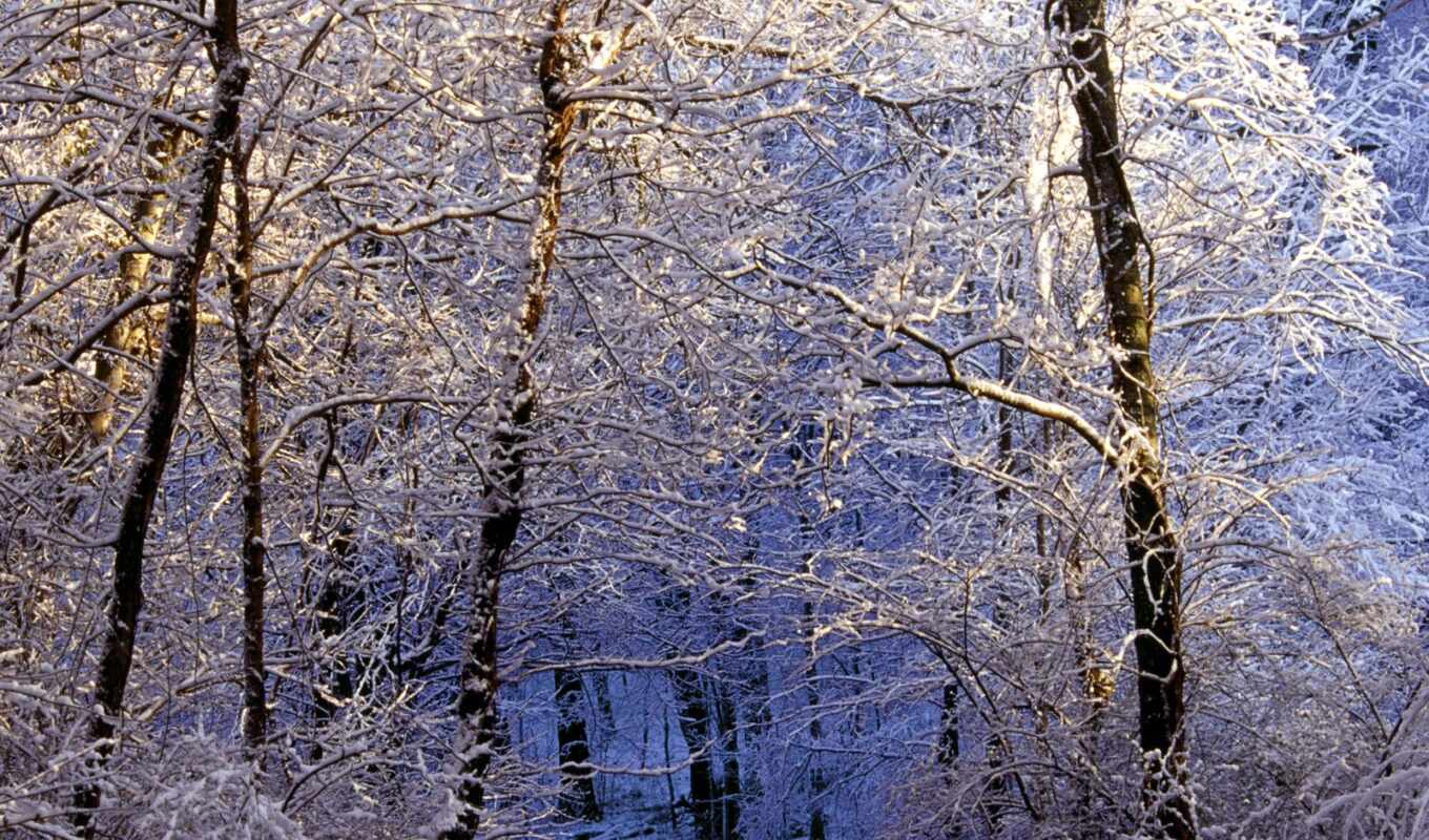 free, winter, forest, big, beautiful, shirokoformatnyi