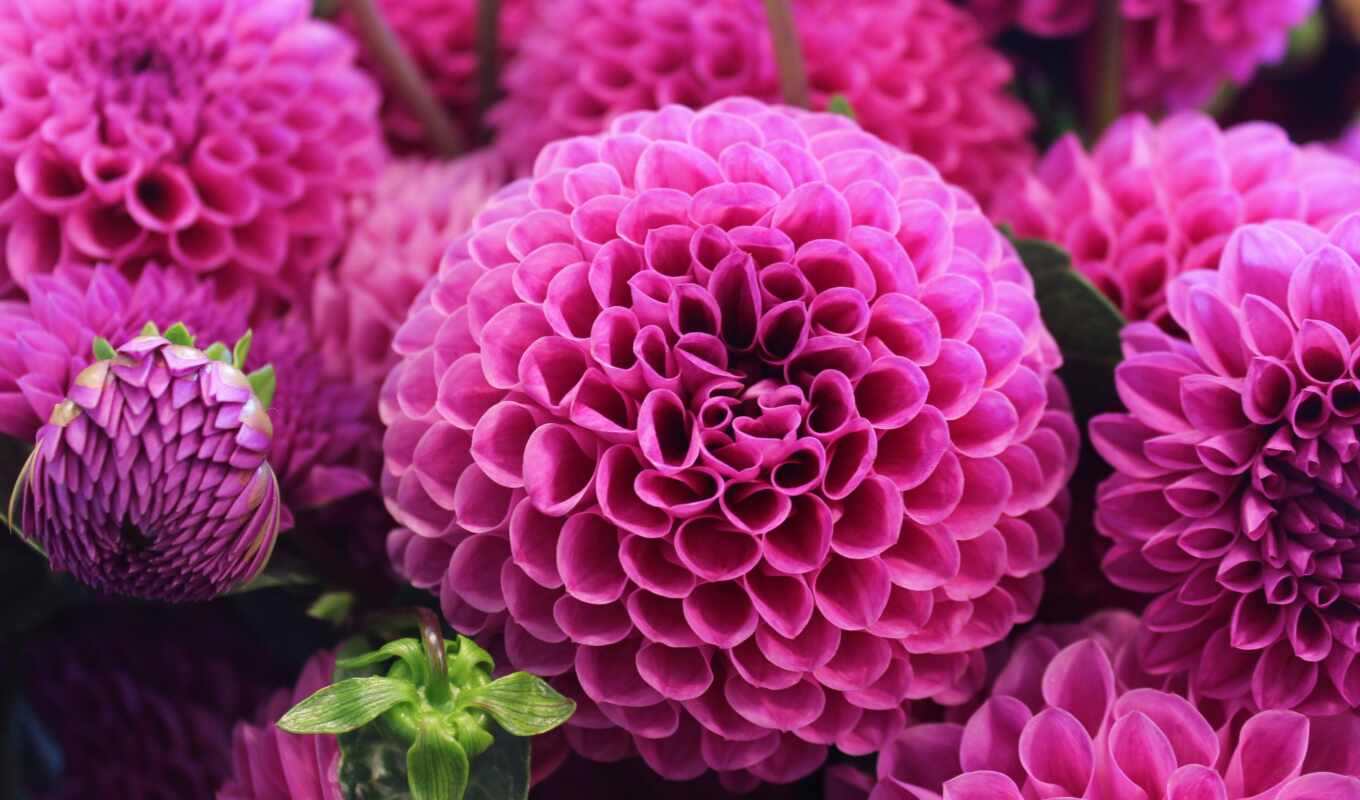flowers, design, year, pink, day, dahlia, place, makryi