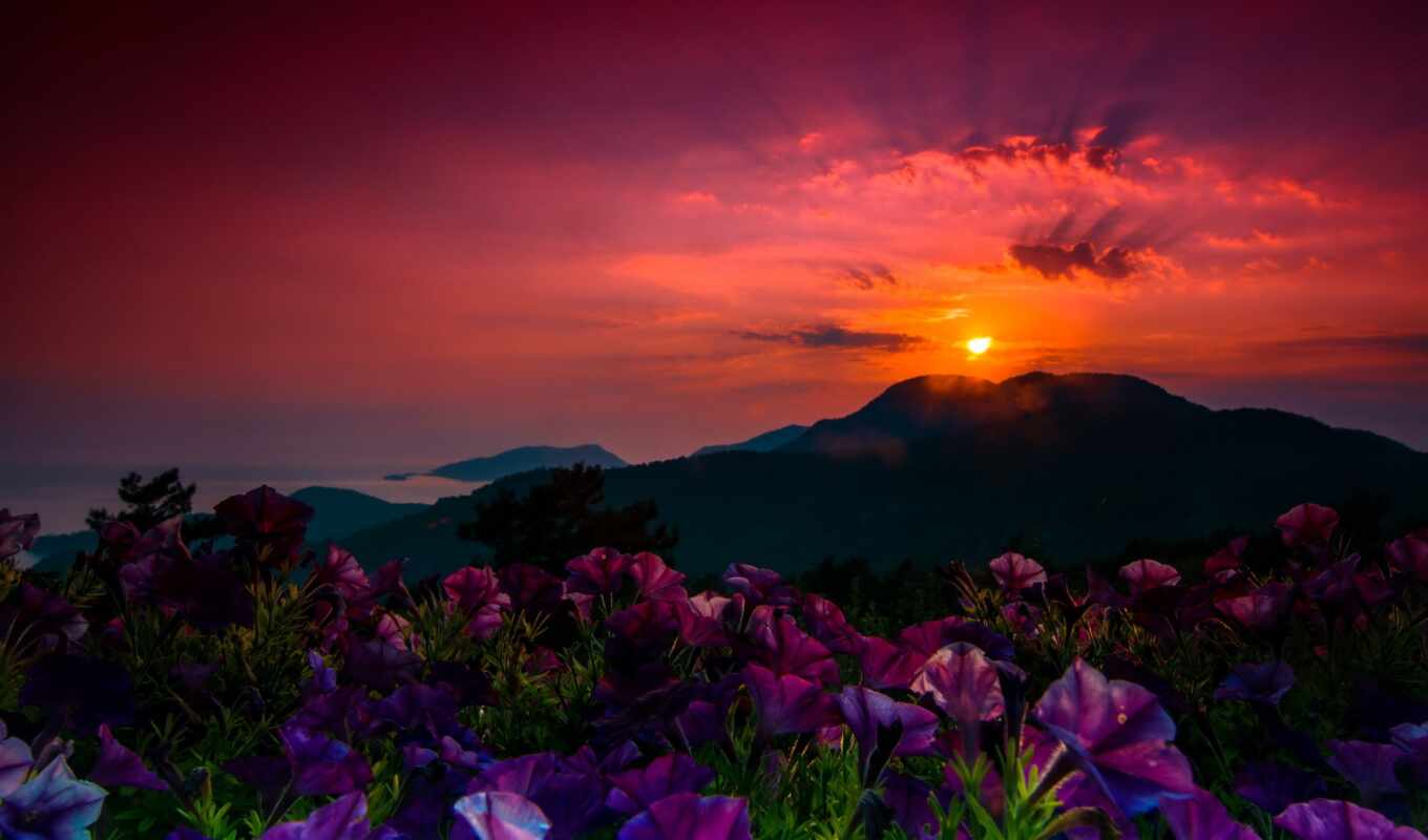flowers, sunset, mountain, height, because