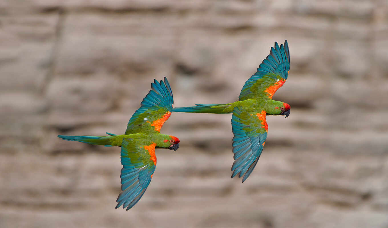 red, macaw, pair
