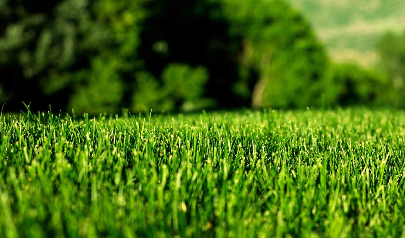 зелёный, трава, landscape, май, уход, сервис, газон, turf