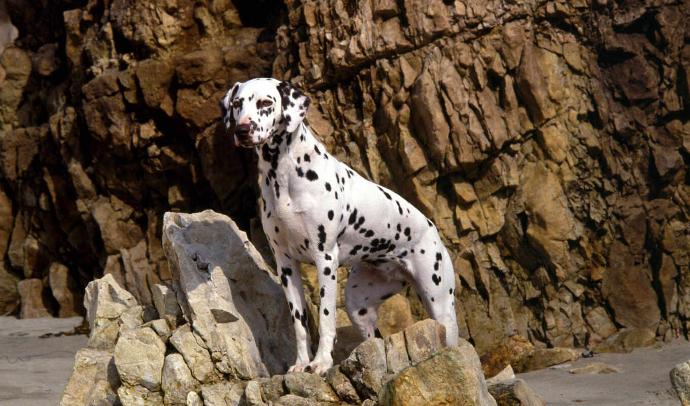 собака, dalmatian