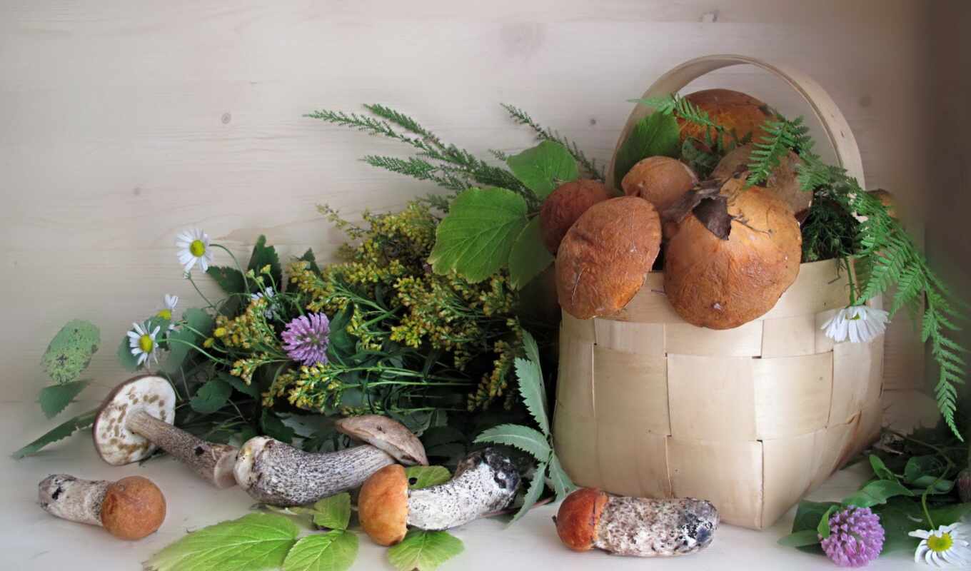 photo, flowers, white, basket, adobe, mushroom, fungus, fore