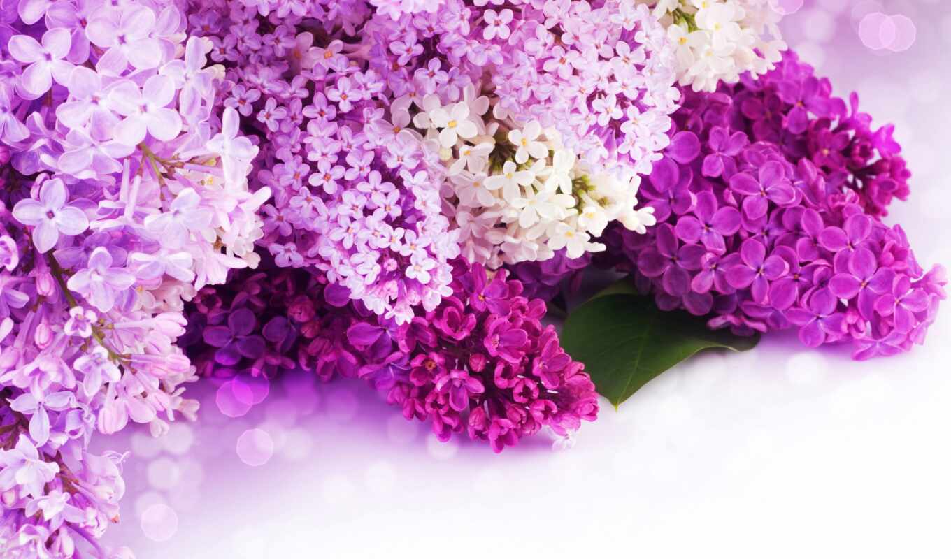 flowers, lilac