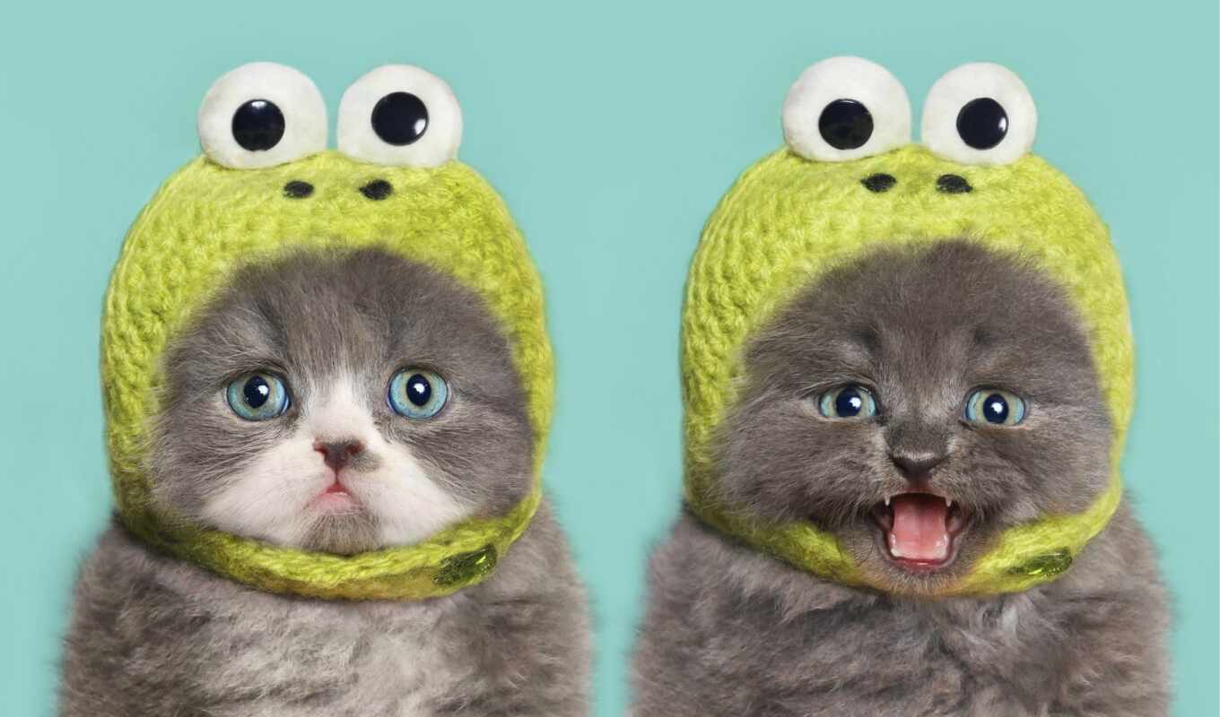 more, ago, hats, their, report, cats, cats, pinterest, months, adorable