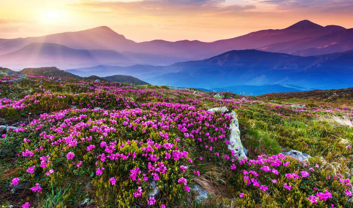 природа, небо, пейзажи -, гора, поле, sunlight, flowers, mountains, cvety, горы, фотообои