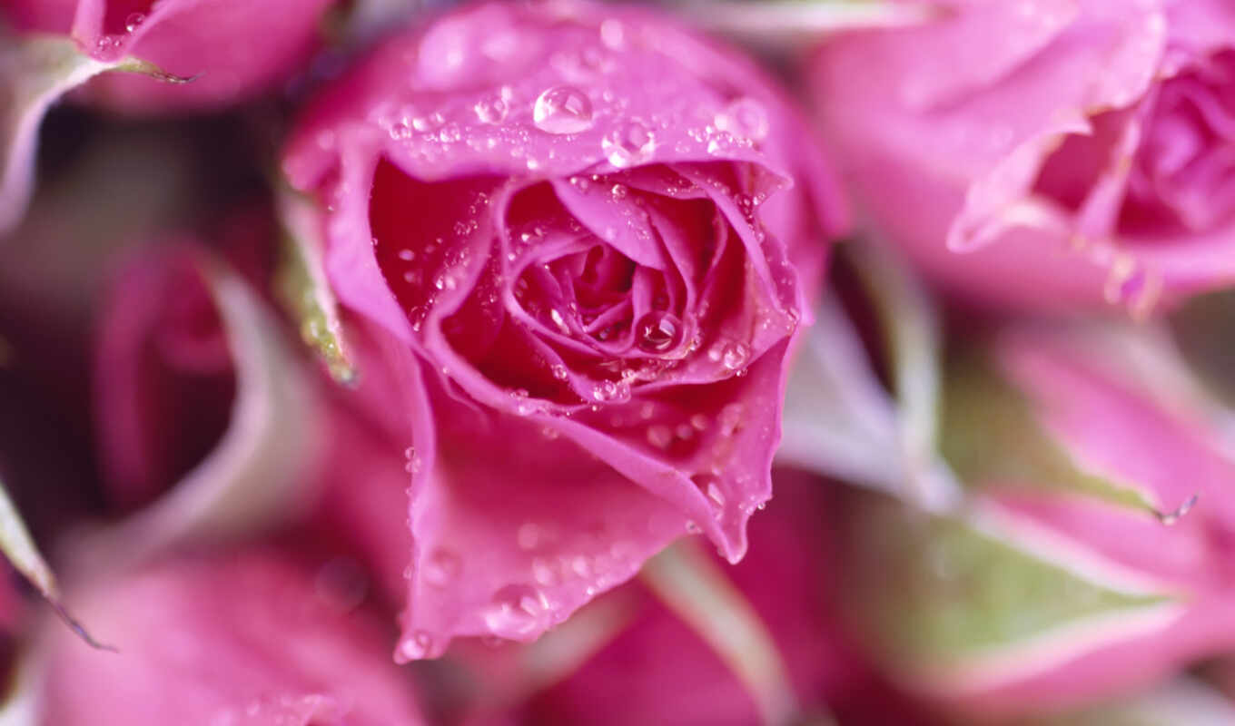 rose, roses, pink, drops, dew, droplets