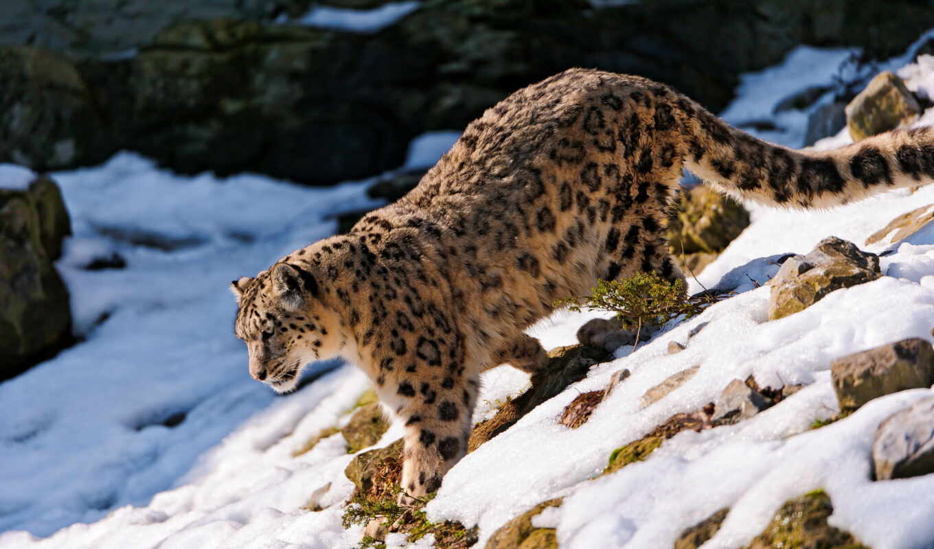 снег, большие, леопард, кошки, hunting, дикая, ирбис