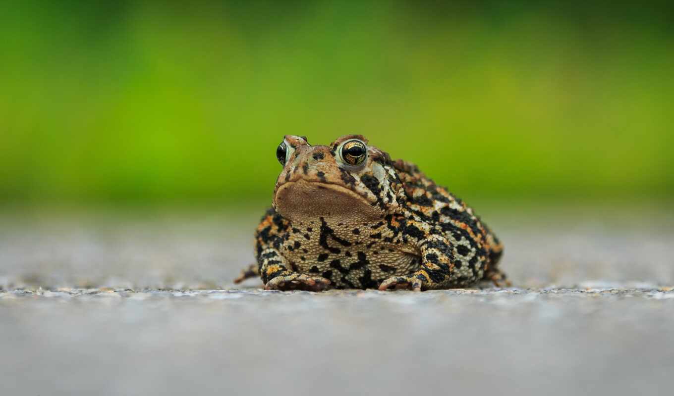 nature, animal, toad, amphibia