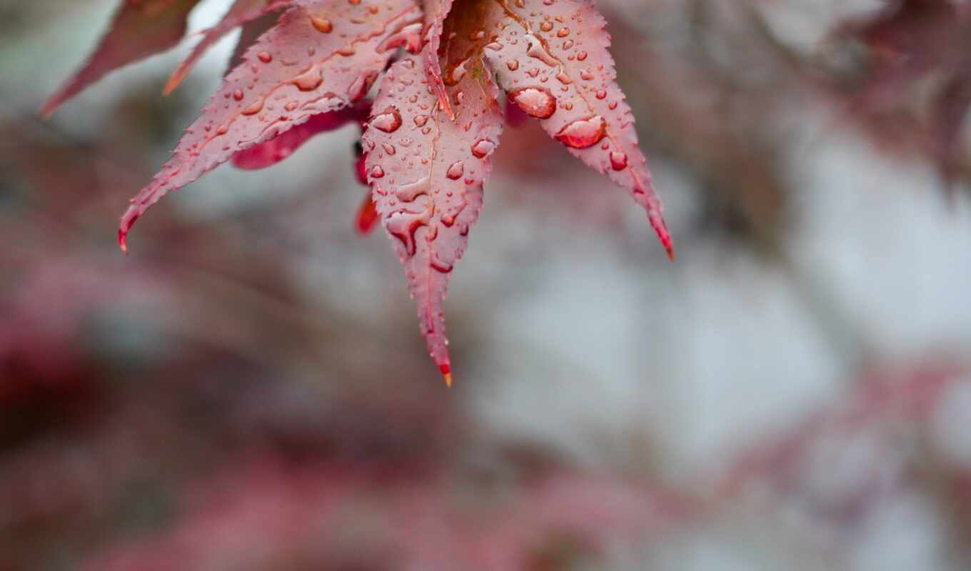 red, осень, пасть, тег, leaf