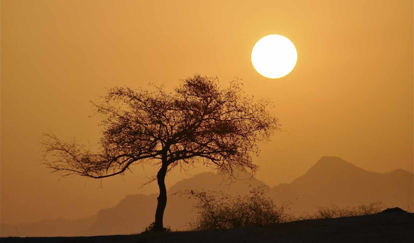 sun, tree, sunset, in, imagewallpaper