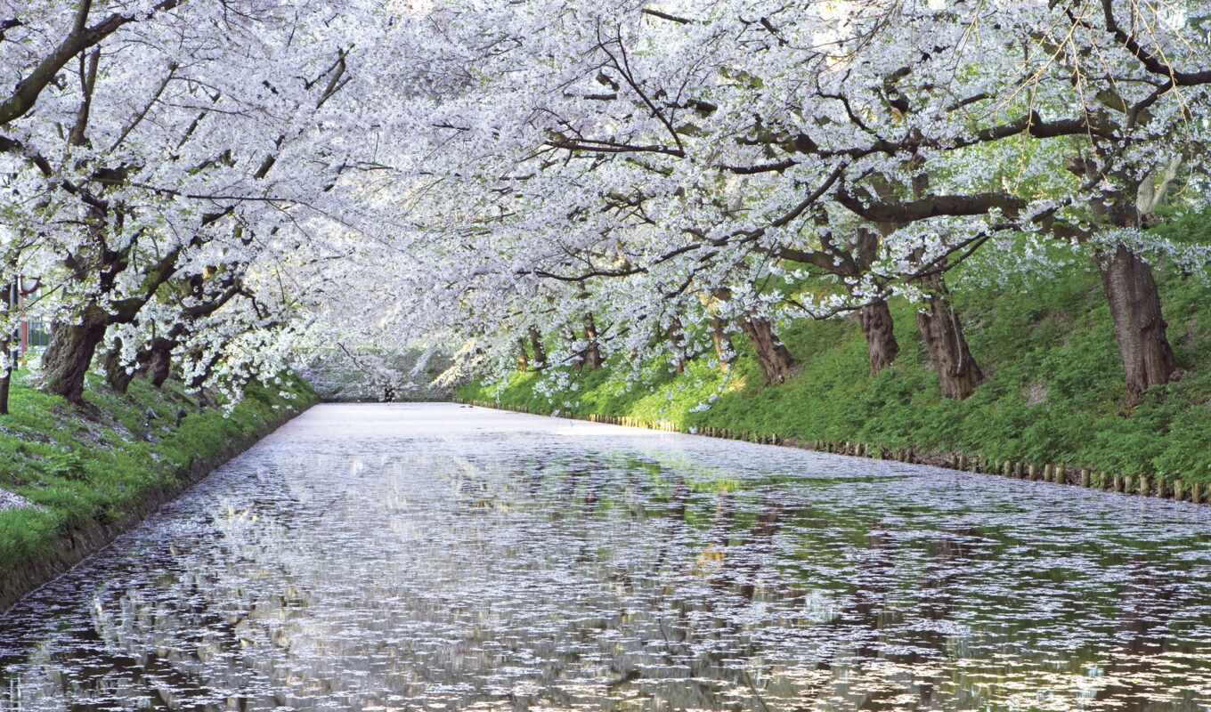 nature, tree, petals, Sakura, cherry, river, flare