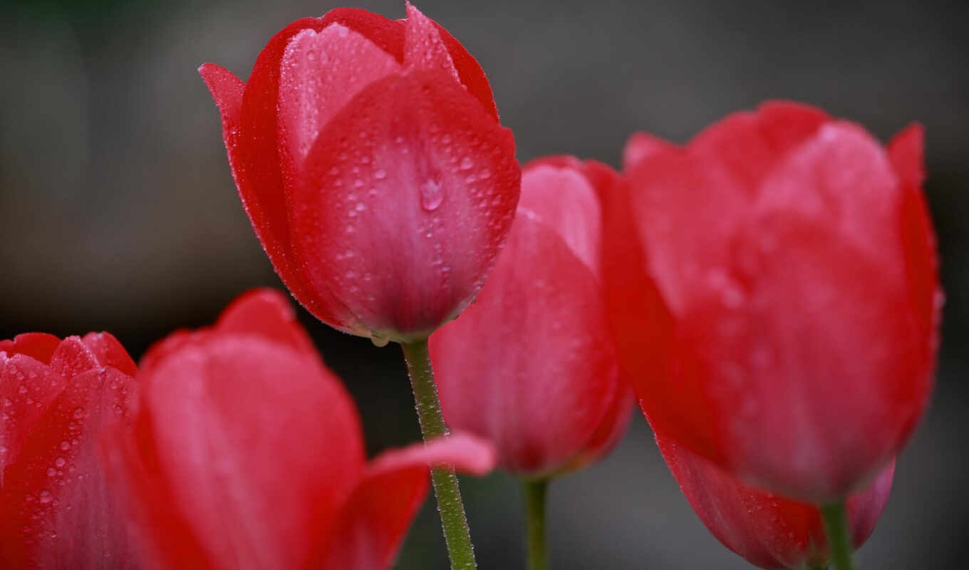 pictures, red, photos, flowers, about, tulips