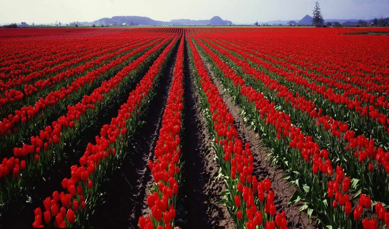цветы, роза, red, поле, images, flowers, ферма, tulips, цветок