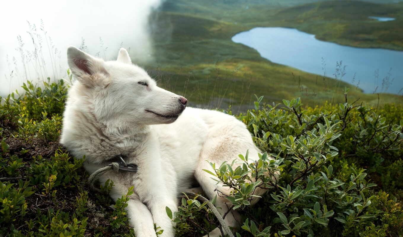 white, dog, animals, awesome, animal, sleep, white, berger, Switzerland, schäferhund