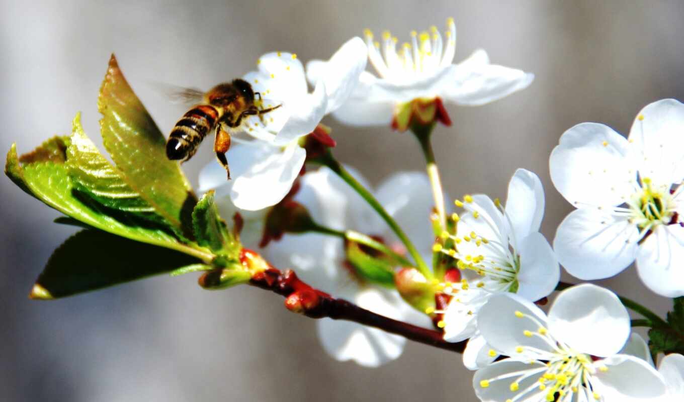 bee, color, very, branch, spring, blossom, trees, push, magnifications, apple trees, apple tree
