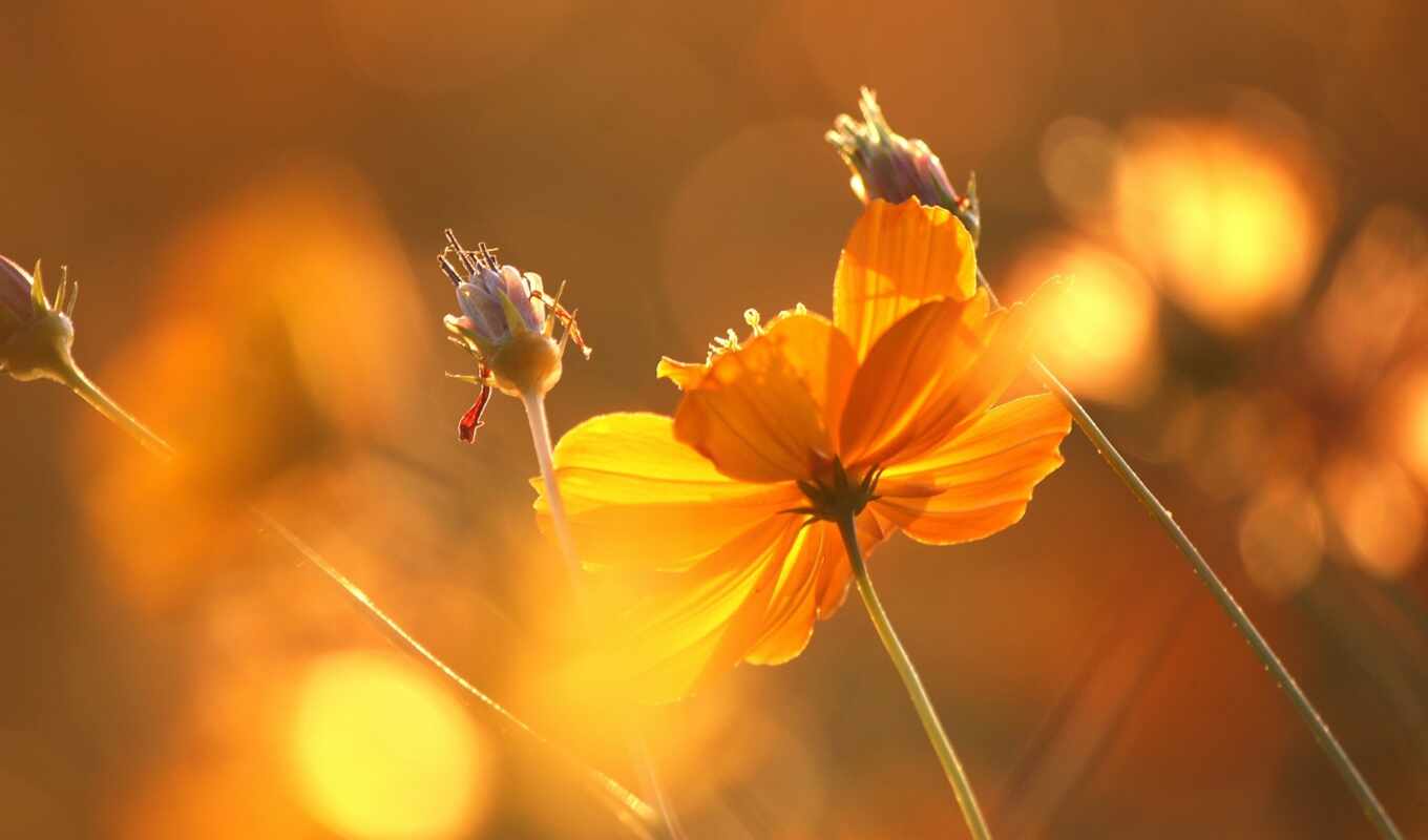 flowers, sun, cvety, ray
