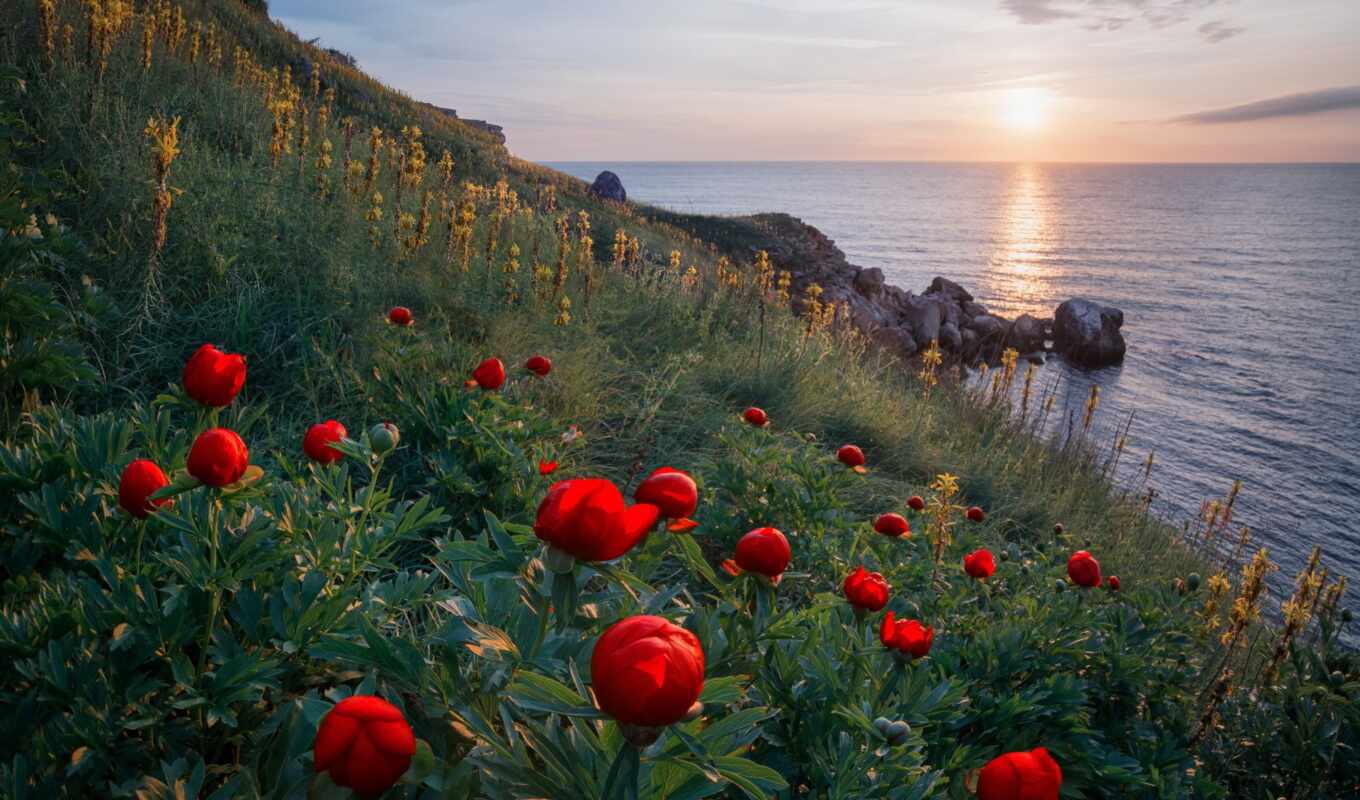 nature, sea, coast, flowers, ocean, cvety, emil, nature, rashkovski