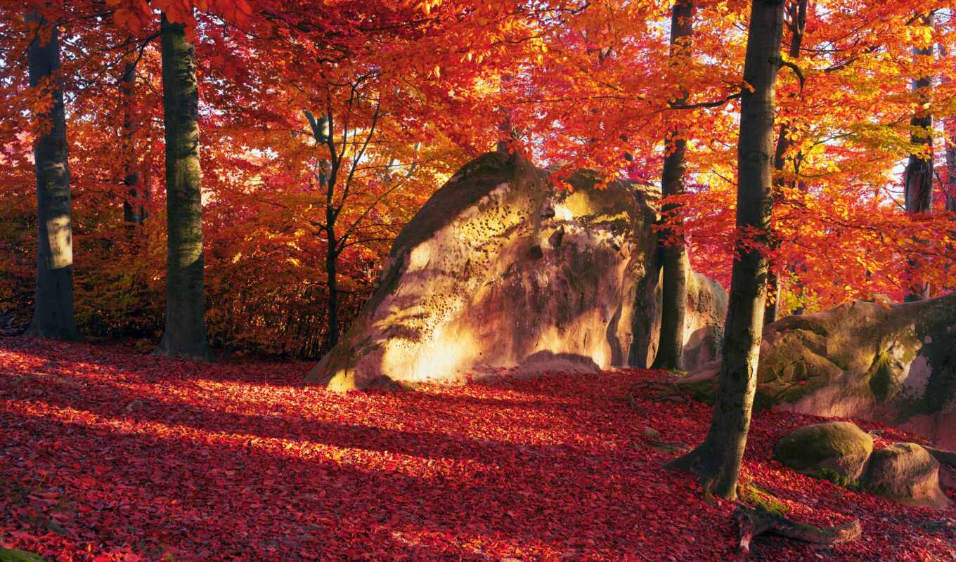 природа, лист, краска, дерево, осень, fiecare, dori, pachet, suprize, cadourus, dimensiune