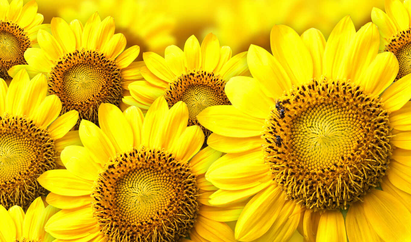 sunflower, print, dress, beautiful, yellow, family, drawing, cloth, elysium, miro, parameters