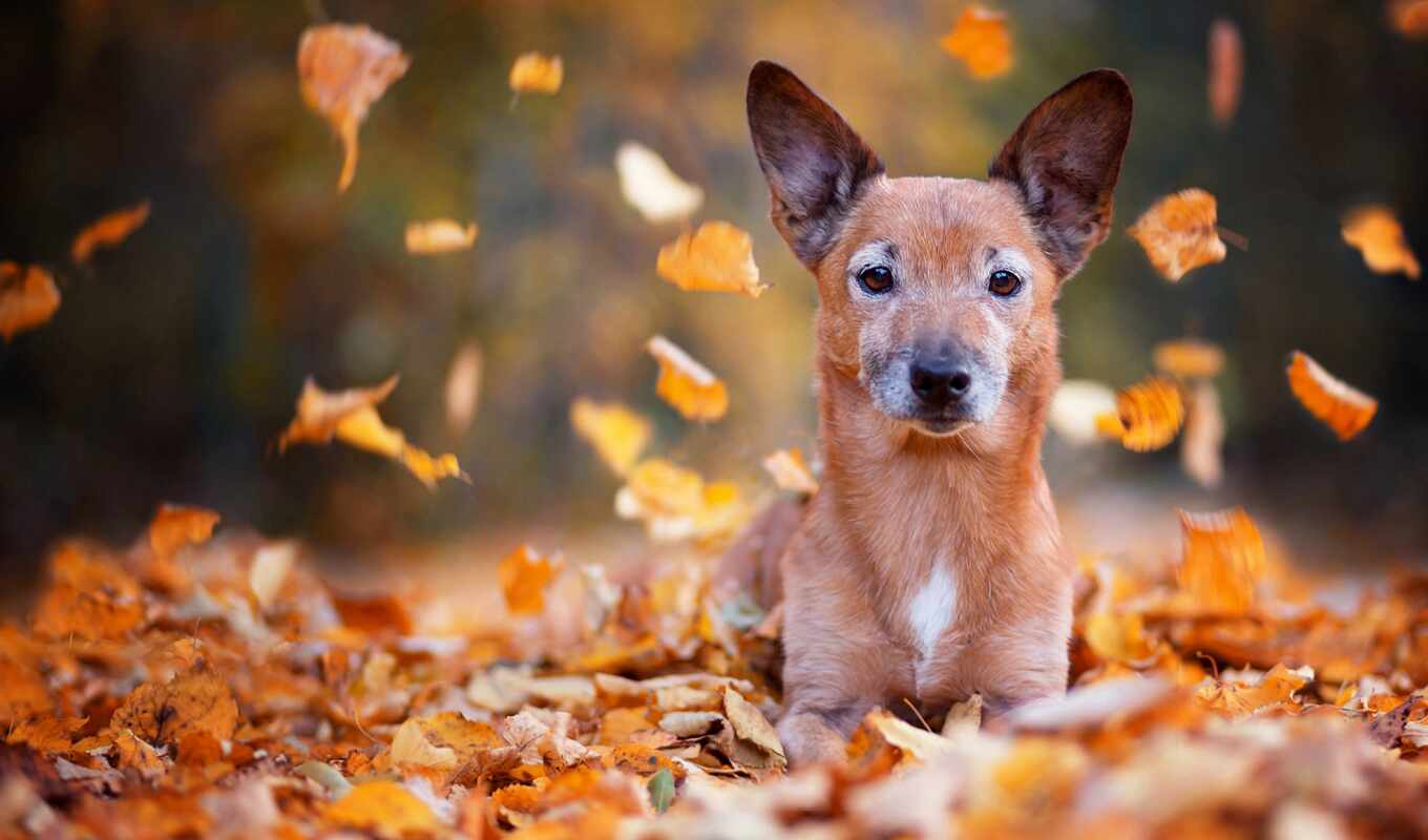 dog, autumn, mouth, leaf