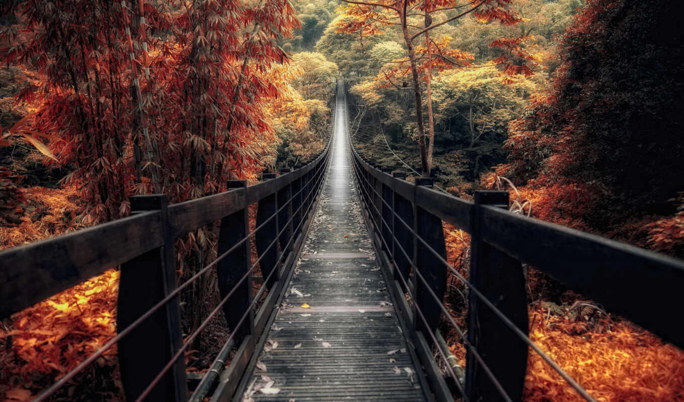 лес, мост, осень, китаянка