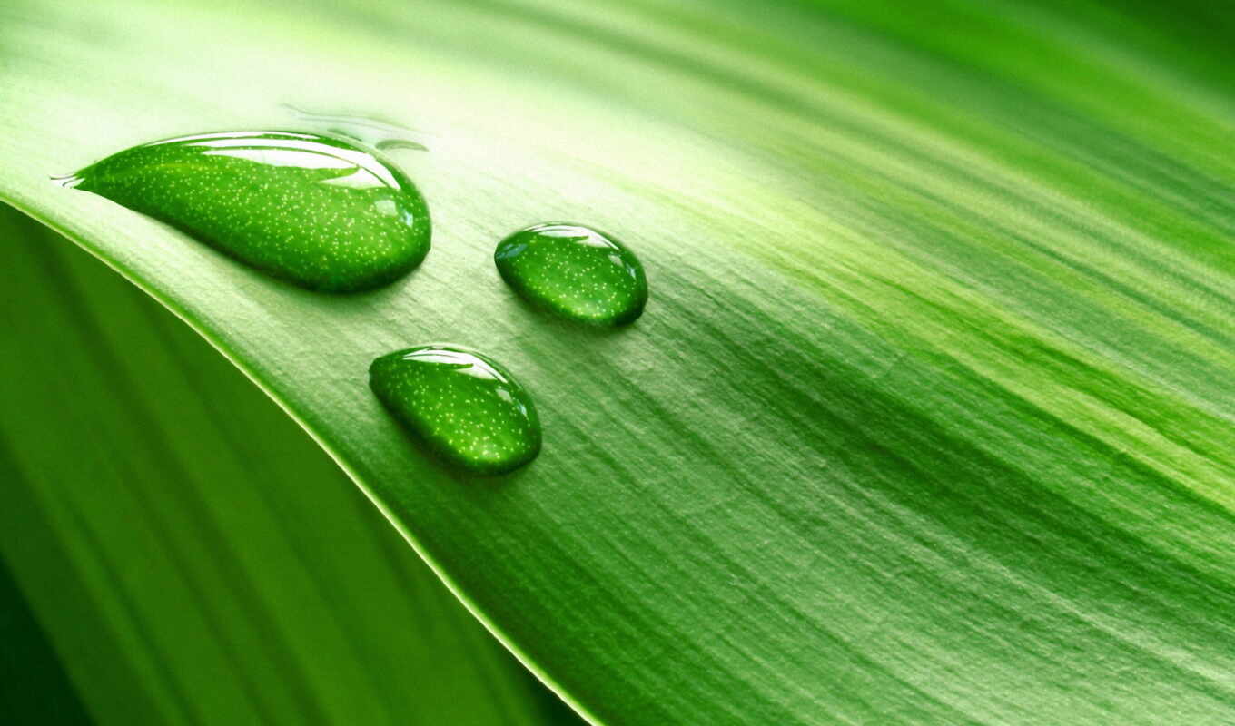 drop, лист, зелёный