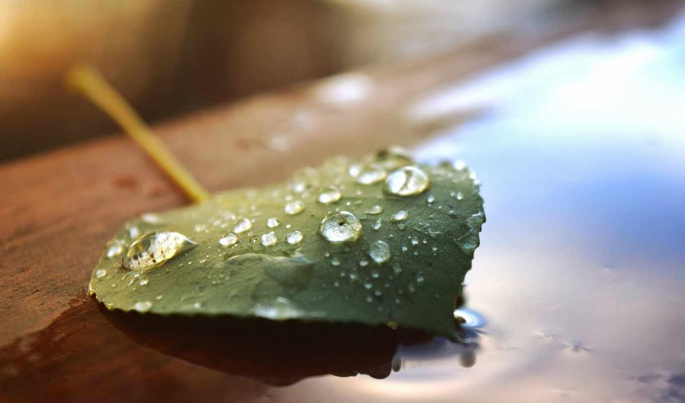 drop, water, leaf
