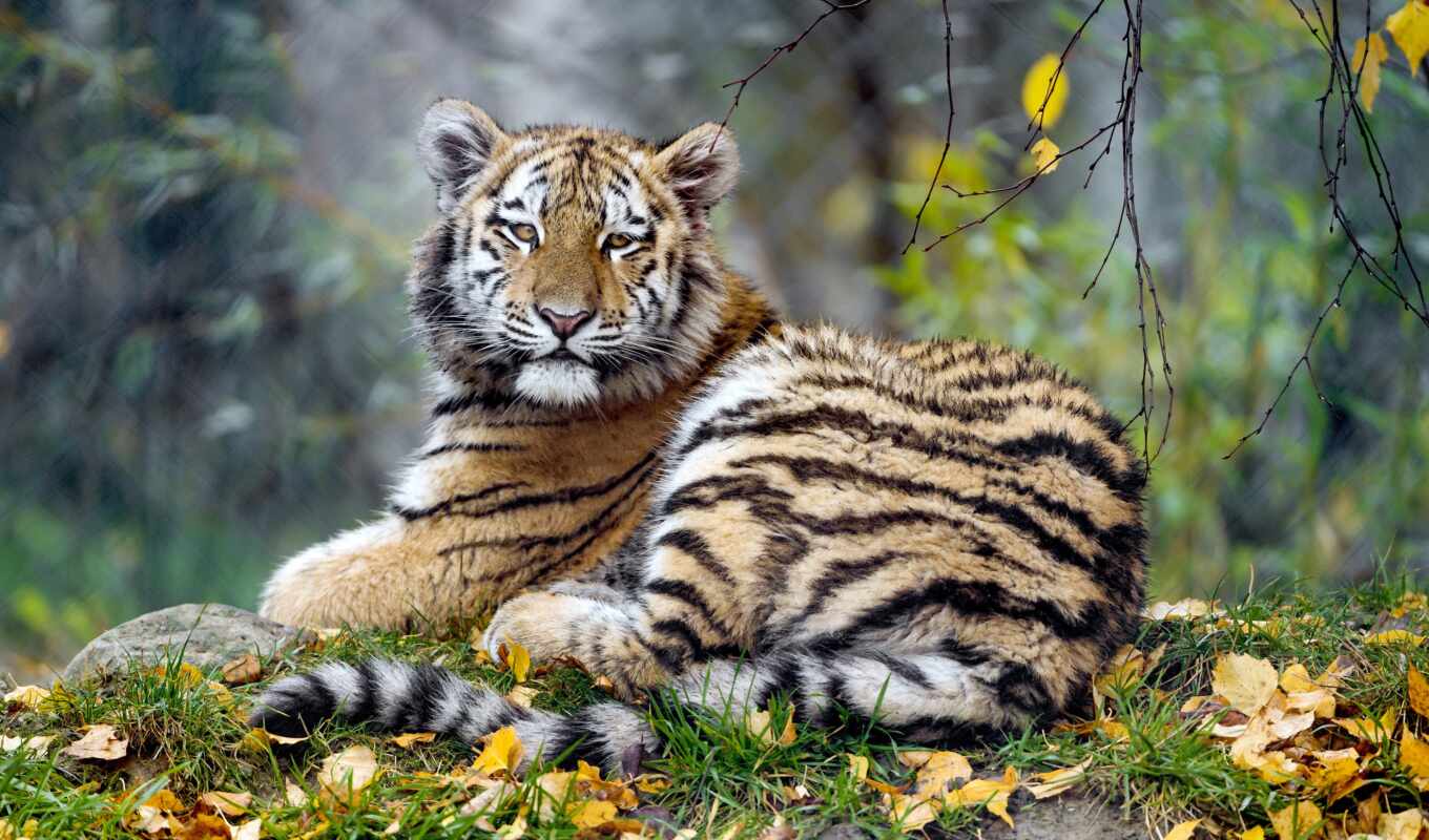 tiger, sweetheart