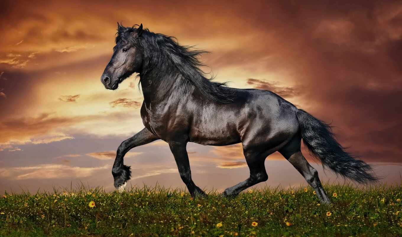 black, лошадь, красивый