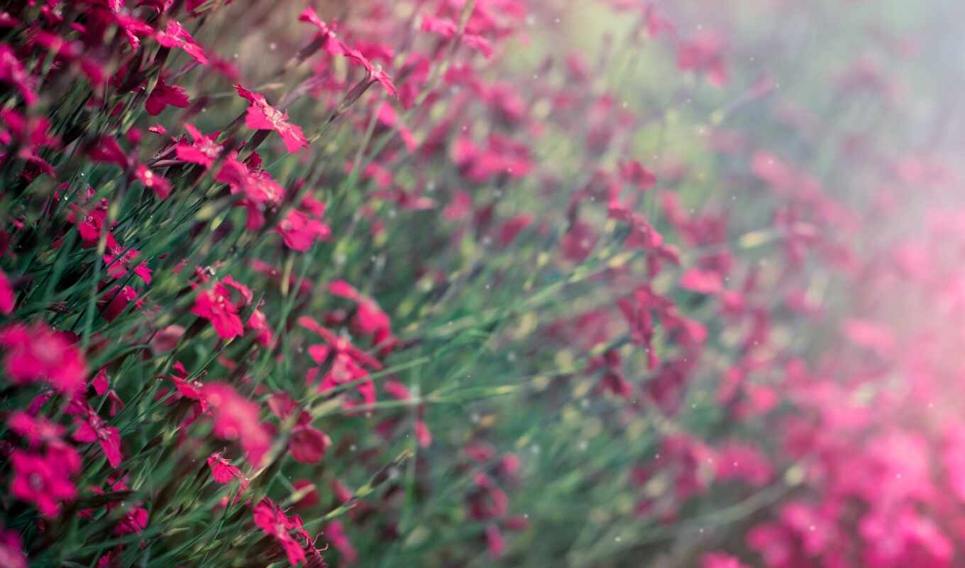 flowers, pink, blurring, kartinkin