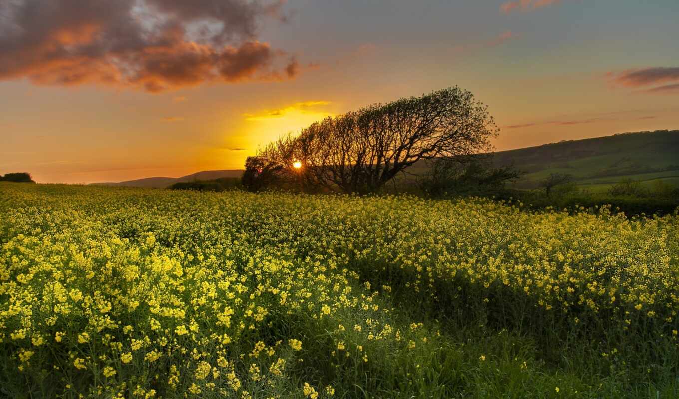 sky, flowers, sunset, field, rapeseed