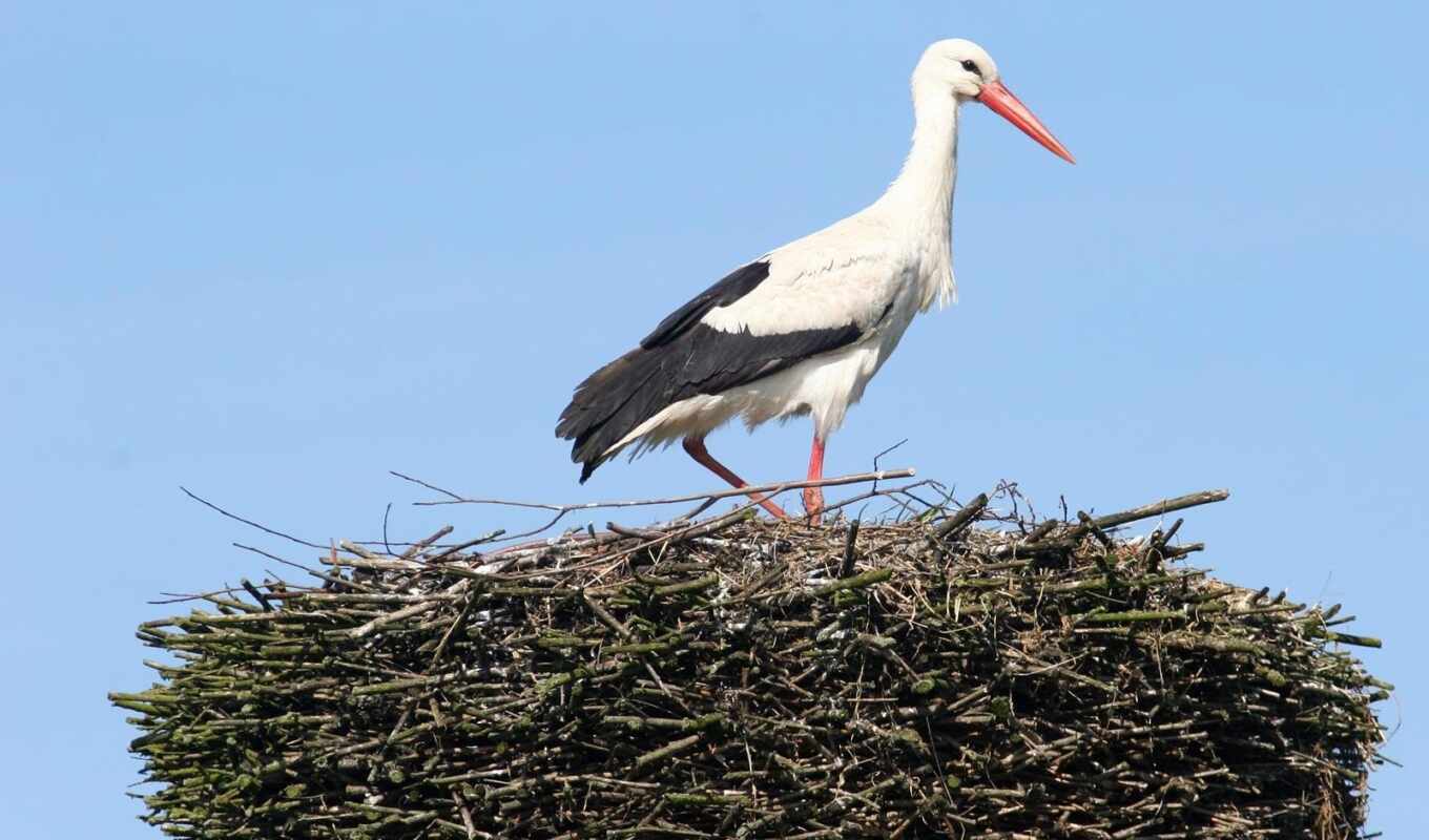 white, stork, mrwallpaper