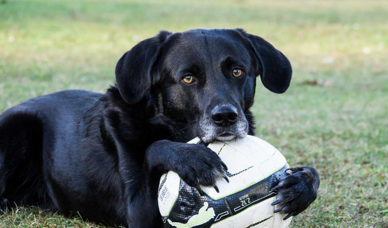 футбол, собака, который, labrador, color, amarillo, wallpaperscraft, ремни