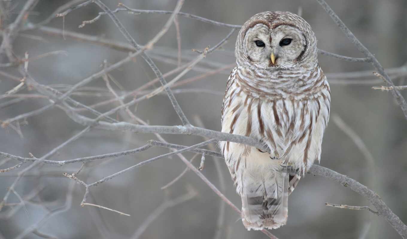 snow, owl, to answer, message, genus, bird, unexplained, strix, long - tailed, uralensis