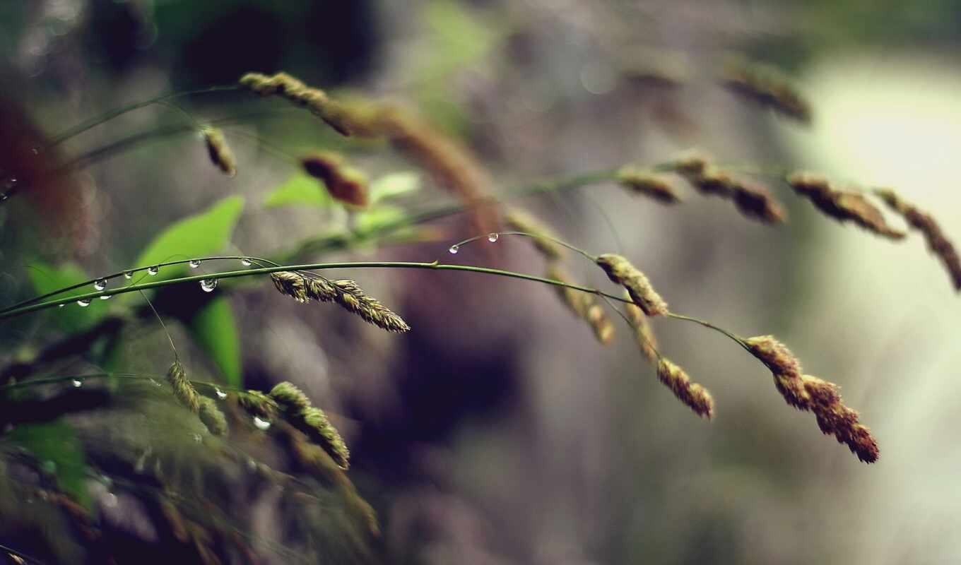 природа, цветы, drop, дождь, трава, поле, серьги, роса, makryi, yarutka