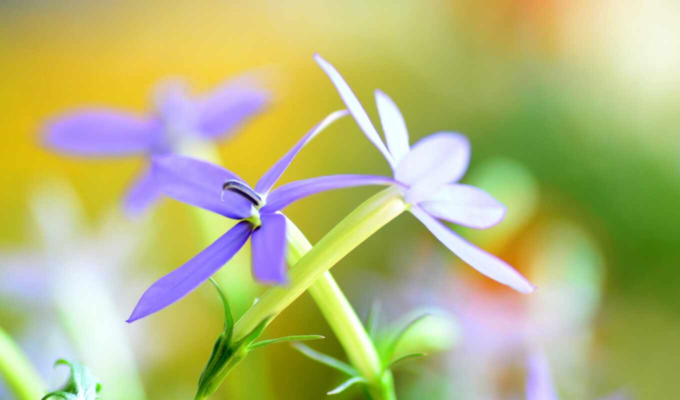 nature, flowers, blue, white, sheet, background, petal, plant
