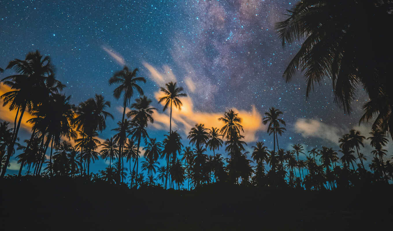 небо, дерево, ночь, palm, starry