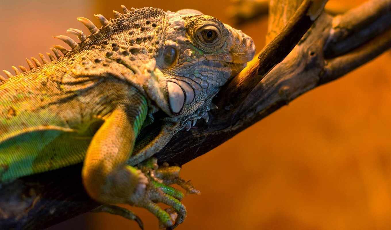 iguana, reptile