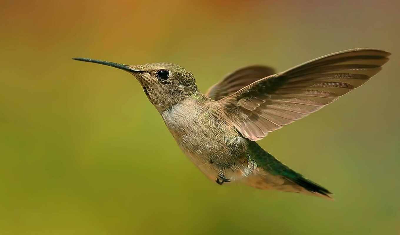 bird, weed, hummingbirds
