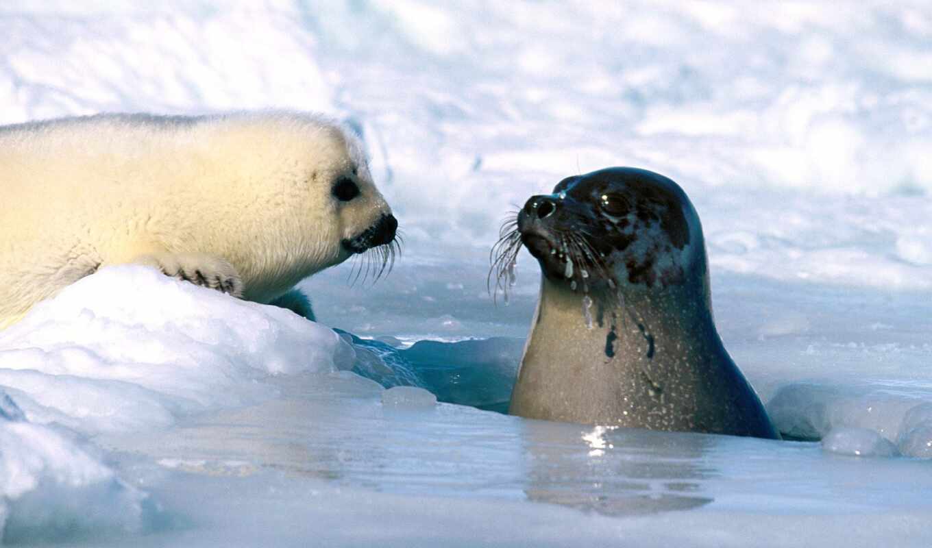 seal, fish, seals, seals, children, seal, greenland