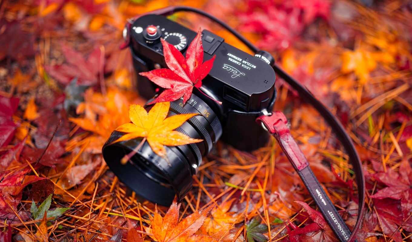photo camera, leaves, people, the original, autumn, mouth, plants