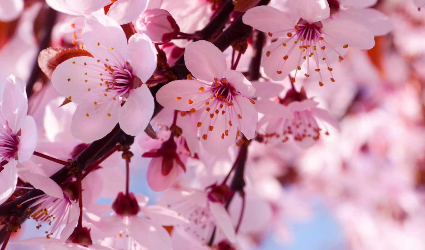 nature, flowers, picture, a laptop, sun, spring, desert, bloom, sakura, yablonya, saxon