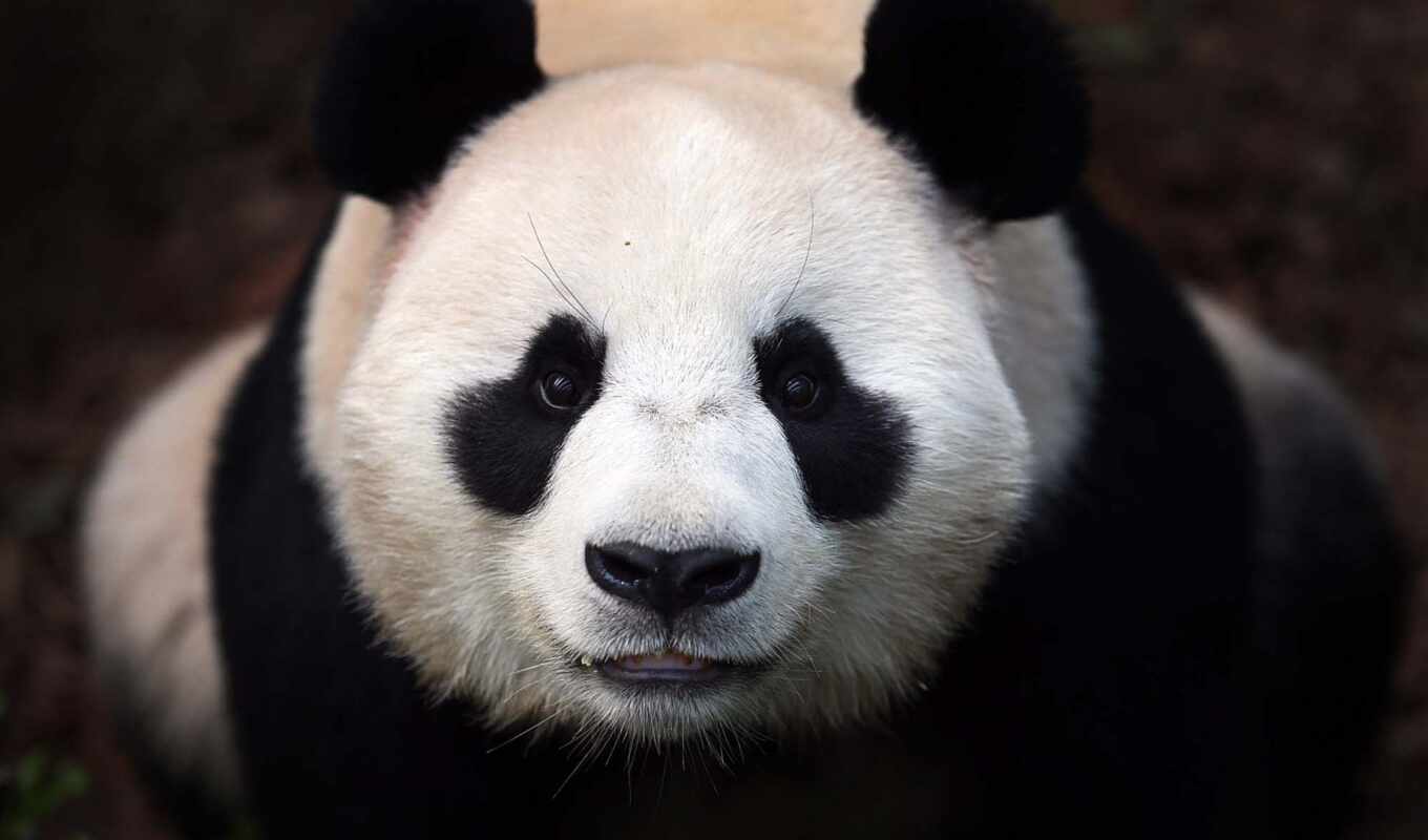 black, white, eye, panda, animal, animal, morde, China, makryi, zoo