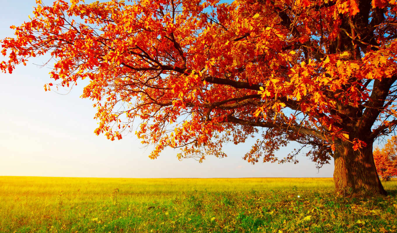 природа, лист, дерево, осень